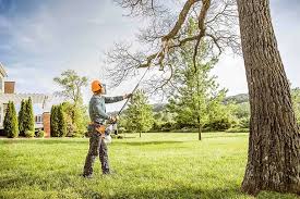 Best Tree Mulching  in Wichita Falls, TX