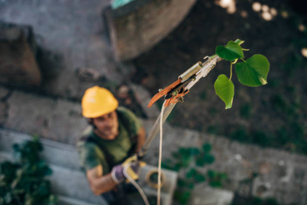 How Our Tree Care Process Works  in  Wichita Falls, TX