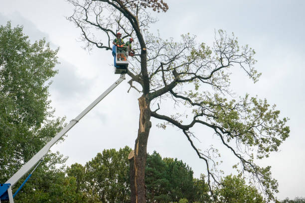 Tree and Shrub Care in Wichita Falls, TX