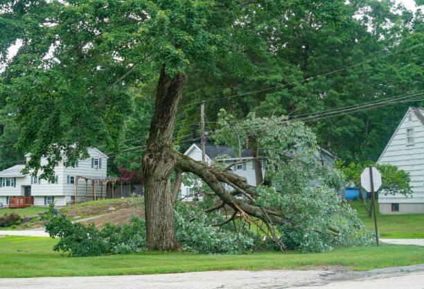 Leaf Removal in Wichita Falls, TX