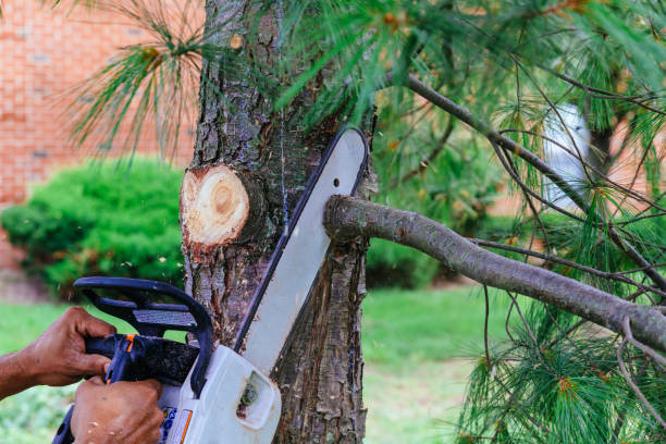 Best Tree Trimming and Pruning  in Wichita Falls, TX